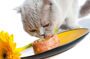Как правильно кормить кошку?